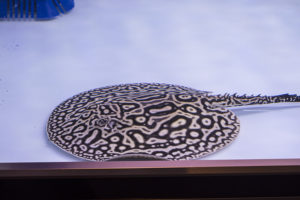 Another impressive ray in the stingray competition