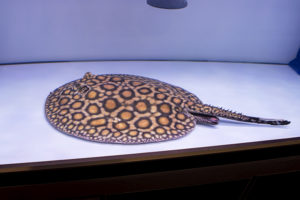 One of the few wild-type rays in the competition, a Potamotrygon bosemani