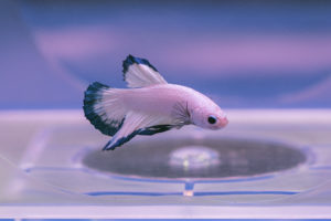 Beautiful shortfin Betta in the competition