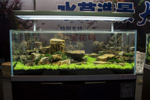 Another completed scape in the live aquascaping demonstration