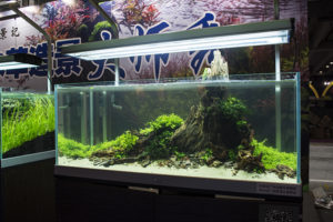 A striking, minimalist layout in the live aquascaping demonstration