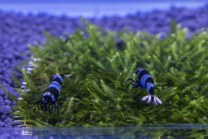 Vibrant blue and black freshwater shrimp in the competition