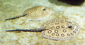 The Ocellate River Stingray or Motoro Stingray, Potamotrygon motoro, is the only freshwater aquarium fish whose trade-future is being discussed at the upcoming CITES CoP17 meeting. Image by Raimond Spekking, CC BY-SA 4.0