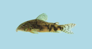 A live paratype, here the female of Scleromystax reisi. CC BY 4.0