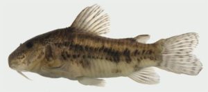 The holotype of Scleromystax reisi, a male individual - CC BY 4.0