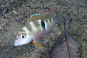 Thorichthys callolepis "Rio Carolina". Image courtesy American Cichlid Association