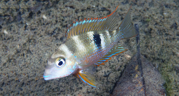 ACA Cichlid Competition Announced for Aquatic Experience – Chicago