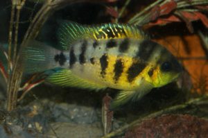 Cryptoheros nanoluteus. Image courtesy American Cichlid Association