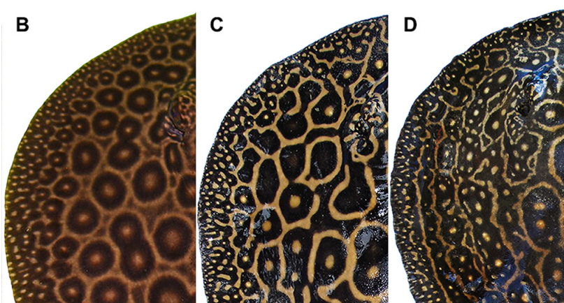 Two New Freshwater Stingrays from the Tapajós Basin