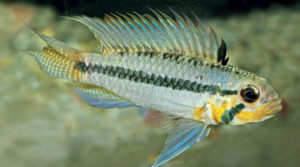 Adult male of Apistogramma sororcula sp. n. (yellow colour morph) from type locality, photographed in the aquarium - Staek & Schindler