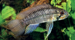 The blue color morph of Apistogramma sororcula - from Staek & Schindler