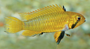 Female coloration in Apistogramma sororcula ramps up to bright yellow during broodcare.