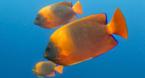Clarion Angelfish, Holacanthus clarionensis, is a somewhat rare species in the aquarium trade, and has now afforded CITES Appendix II trade regulations. Image by Elias Levy, cropped and rotated, CC-BY-2.0