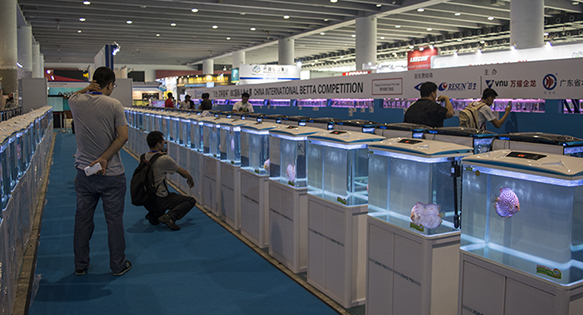 Aquarama 2016 in Photos: Day Two