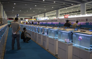 Rows of aquariums line the competition area