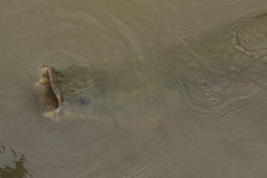 Large adult Arapaima surfacing for air. During the breeding season pairs become quite territorial