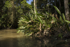 Overhanging vegetation and root structures provides shelter and habitat for many of the creek's inhabitants