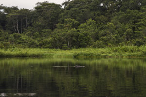 One of the large Black Caiman who call the lake home