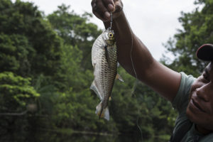 A large, surface-dwelling Characin, Triportheus rotundatus is common in the Amazon Basin but rarely seen in aquaria