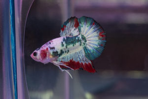 Another Koi or Calico Betta in the competition