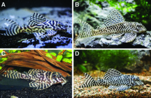 Phenotypes of worm-lined Hypancistrus from the Xingu River: (A) juvenile of L066; (B) adult of L066; (C) juvenile of L333; and (D) adult of L333