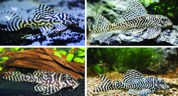 Genetic Evidence Indicates Xingu Plecos L066 & L333 are Same Species