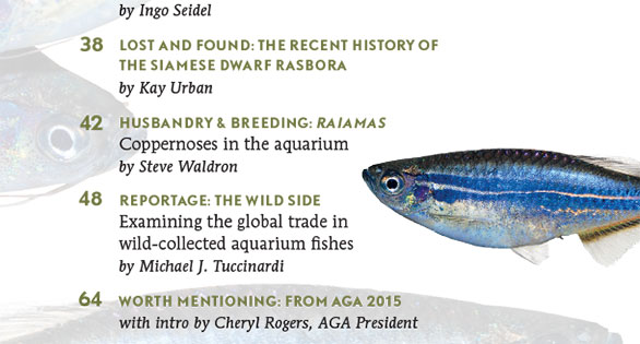 AMAZONAS Errata: Wrong Author in the TOC