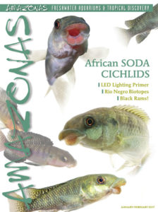 It's in the mail: cover of AMAZONAS Magazine, Volume 6, Number 1, African SODA CICHLIDS. On the cover: Alcolapia latilabrus and A. nadalalani by Oliver Lucanus.