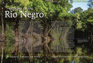 "The blackwater tributaries of the Amazon watershed have always held a special fascination—and having now had the good fortune to visit Brazil's Rio Negro several times, I can certainly count myself among the lucky few who have realized the dream of seeing the fishes I keep in the wild." - Author Mike Tuccinardi, in Biotopes of the Rio Negro