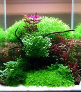 This lushly-planted aquascape could have been John Pini's nano-tank entry at the 2016 Aquascaping Live! competition, but a change in the rules forced Pini to completely rethink his design.
