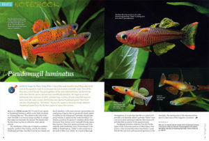 Once labeled Pseudomugil paskai 'Red Neon', or simply P. sp. "Red Neon", this stunning dwarf rainbowfish now has a name. Find out what they're called in the AMAZONAS Aquatic Notebook. Black Rams, Corydoras knaacki, and the Running River Rainbowfish are also discussed in this issue.
