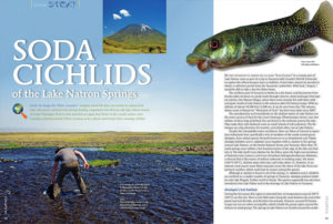 Oliver Lucanus introduces us to Soda Cichlids of the Lake Natron Springs, small fish that can survive in natural hot tubs!