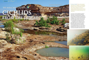 Even in the parched desert, there are cichlids. Join Anton Lamboj on the journey to the Danakil Depression in search of cichlids from the genus Danakilia.