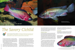 Thomas Weidner asks us to reconsider the notion that tilapias only look good on a plate. Consider Oreochromis esculentus, a critically endangered species from Lakes Victorian and Kyoga.