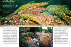 Harald Rösch introduces us to the keeping and breeding of the Vietnamese Giraffe Loach, Annamia normani.