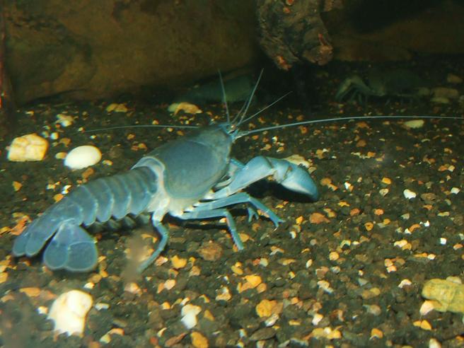 US FWS Issues Ban on 10 Fish Species & 1 Crayfish