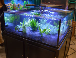 Plants and Angelfish fill this low and wide aquarium on display by Custom Aquariums.