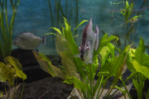 The rare Violet Line Piranha (Serrasalmus geryi) showing its distinctive dorsal stripe