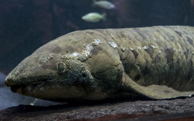 Photo Tour of Chicago’s John G. Shedd Aquarium