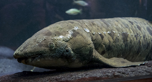 Photo Tour of Chicago’s John G. Shedd Aquarium