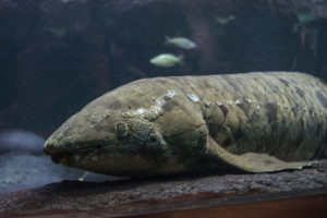 Granddad the Australian Lungfish, Shedd's most famous resident, is the oldest living fish in captivity at 83 years old