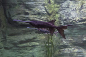 Another impressive native, these juvenile Paddlefish are primarily filter feeders