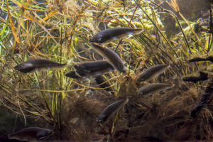 One of the more subtly remarkable freshwater exhibits housed this school of African Knifefish (Xenomystus nigri)