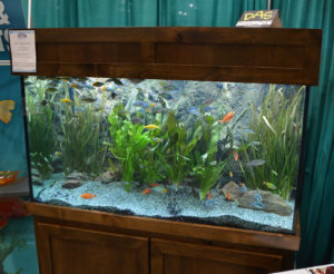 Plants and Rainbowfish on display by the Florida Tropical Fish Farmers Association (FTFFA).