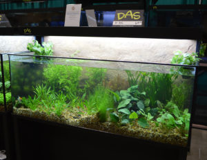 Another DAS aquarium.