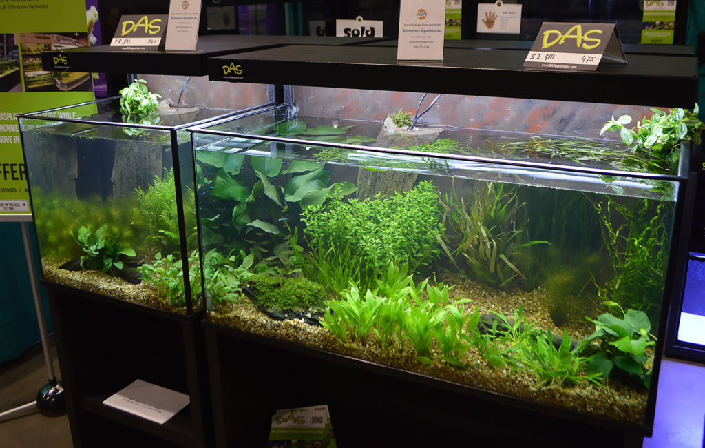 One more look at a display set up by DAS.
