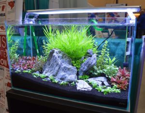 Segrest Farm's planted aquarium featured the small freshwater pipefish Enneacampus ansorgii.