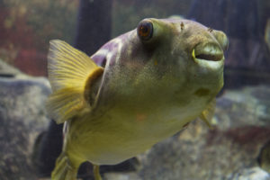 A very photogenic Fahaka Puffer (Tetraodon lineatus)