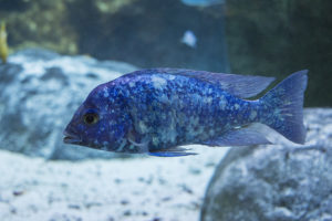 One of the most beautiful Rift Lake Cichlids, Placidochromis phenochilus