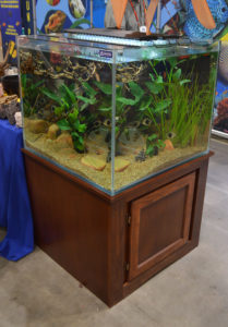 Livestock wholesaler Sunpet had a stunning shoal of Blackberry Silver Dollars roaming around this large cube aquarium.